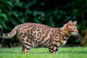 Główne kolory i rysunki bengalskich kotów